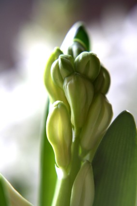 hyacinthen-03