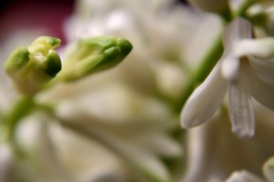 hyacinthen-07