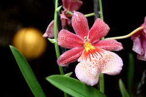 Orchideenhaus Lemmer 19